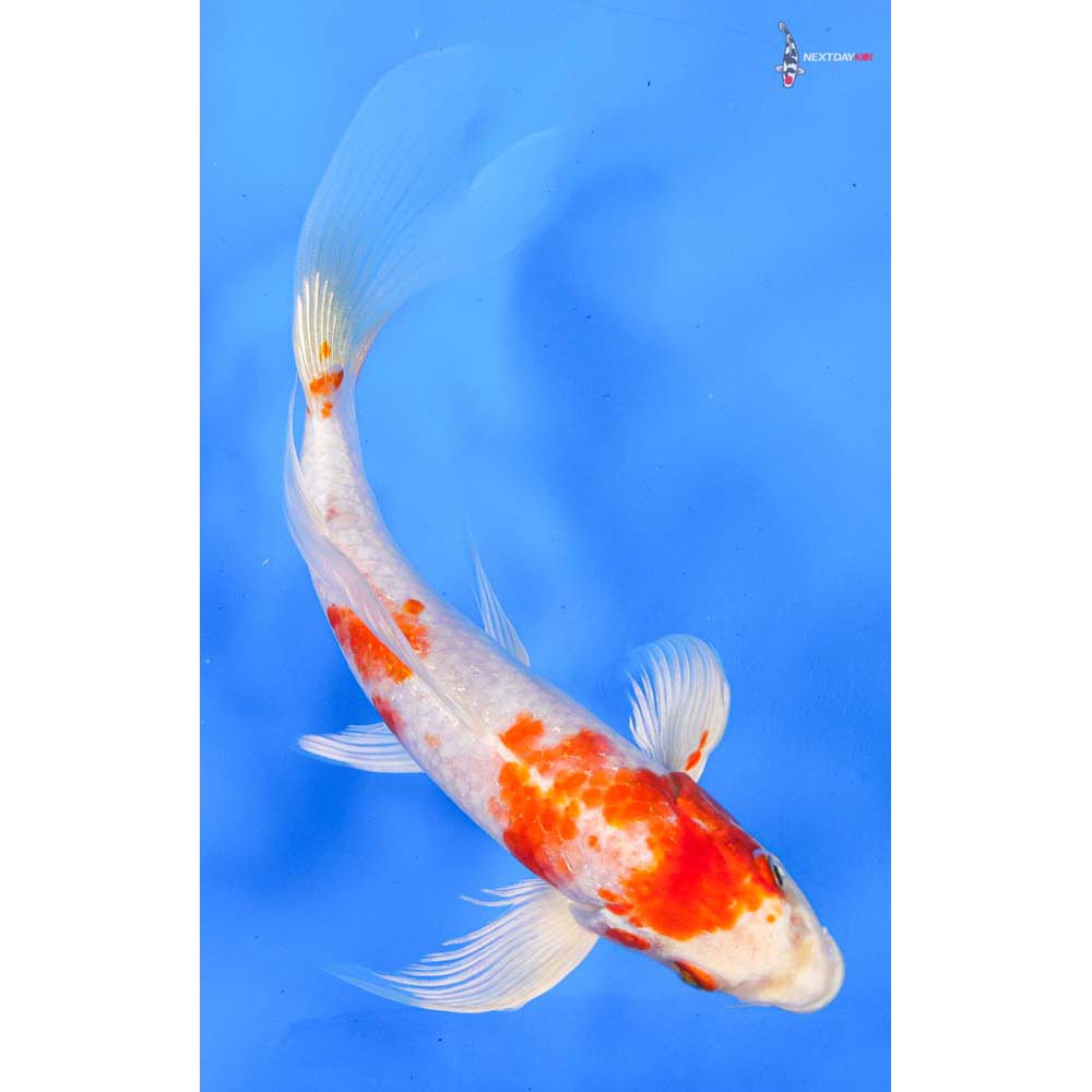 8” Imported Hariwake Butterfly Koi