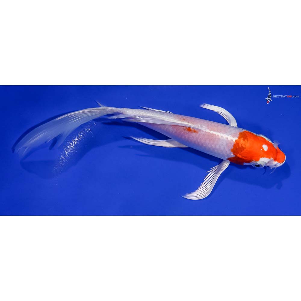 7.5” Imported Hariwake Butterfly Koi