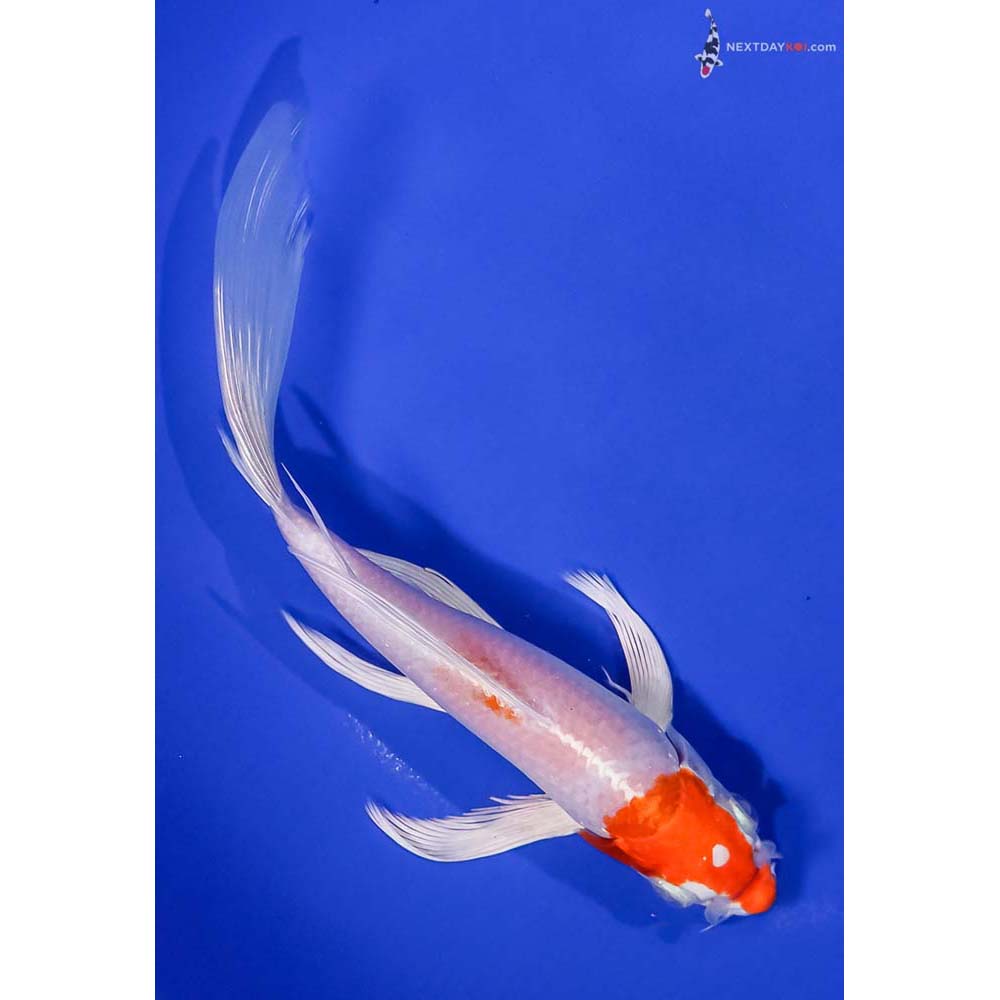 7.5” Imported Hariwake Butterfly Koi