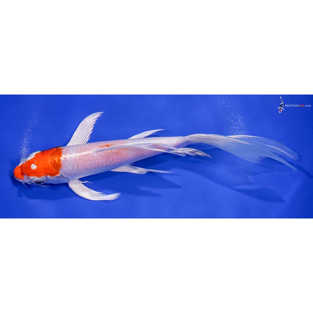 7.5” Imported Hariwake Butterfly Koi