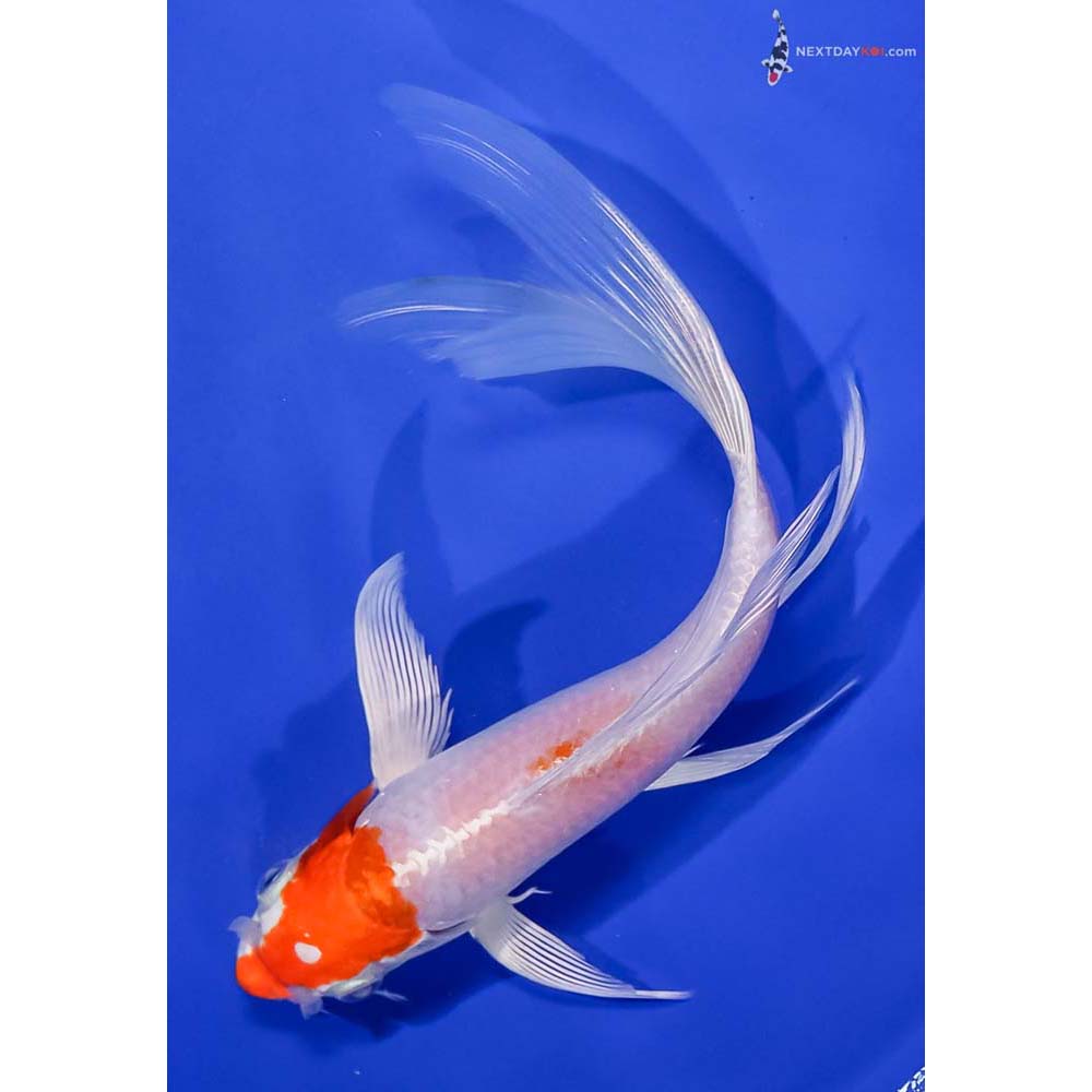 7.5” Imported Hariwake Butterfly Koi