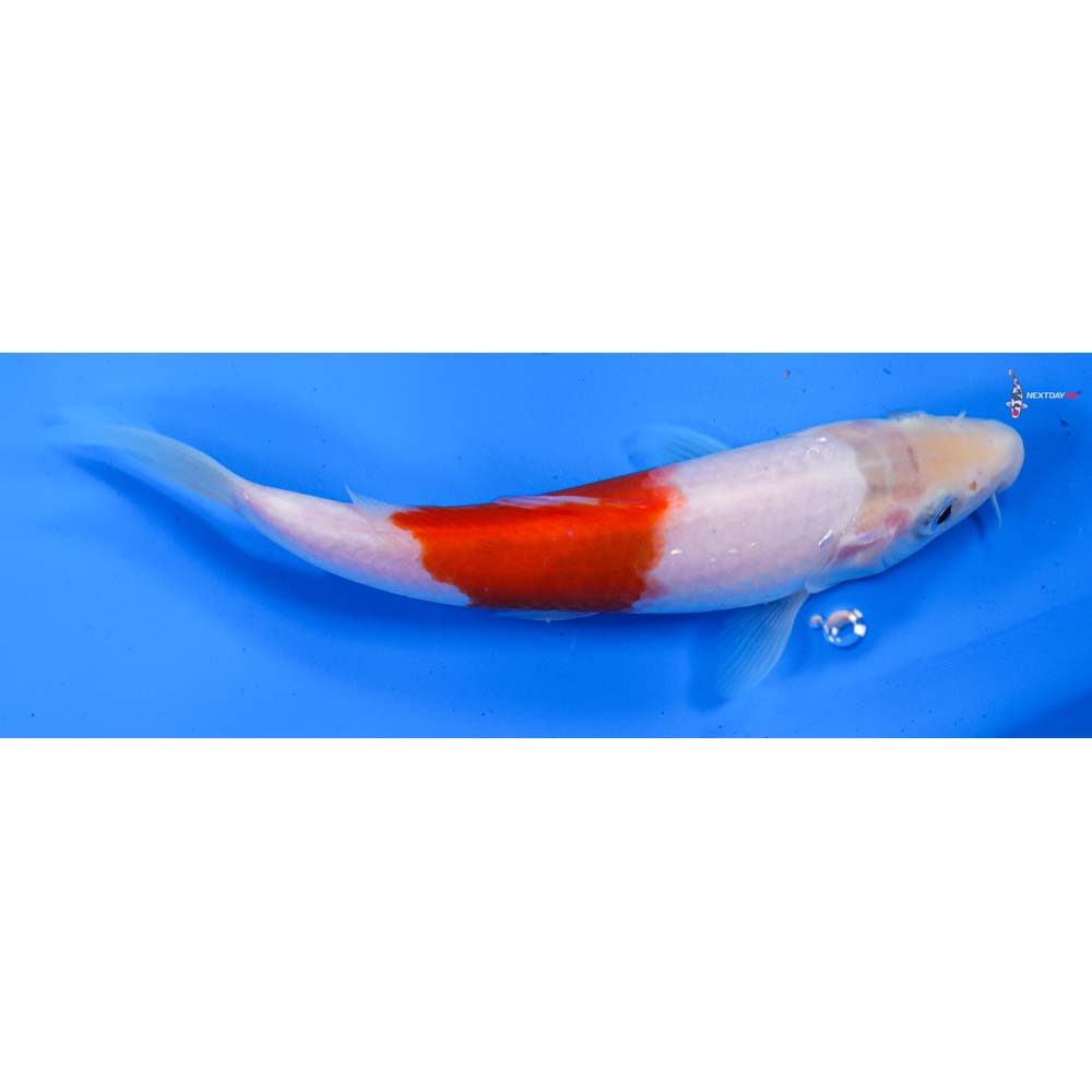 6” Imported Kohaku