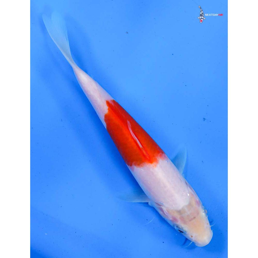 6” Imported Kohaku