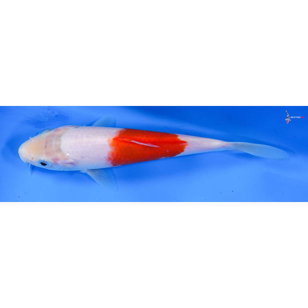 6” Imported Kohaku