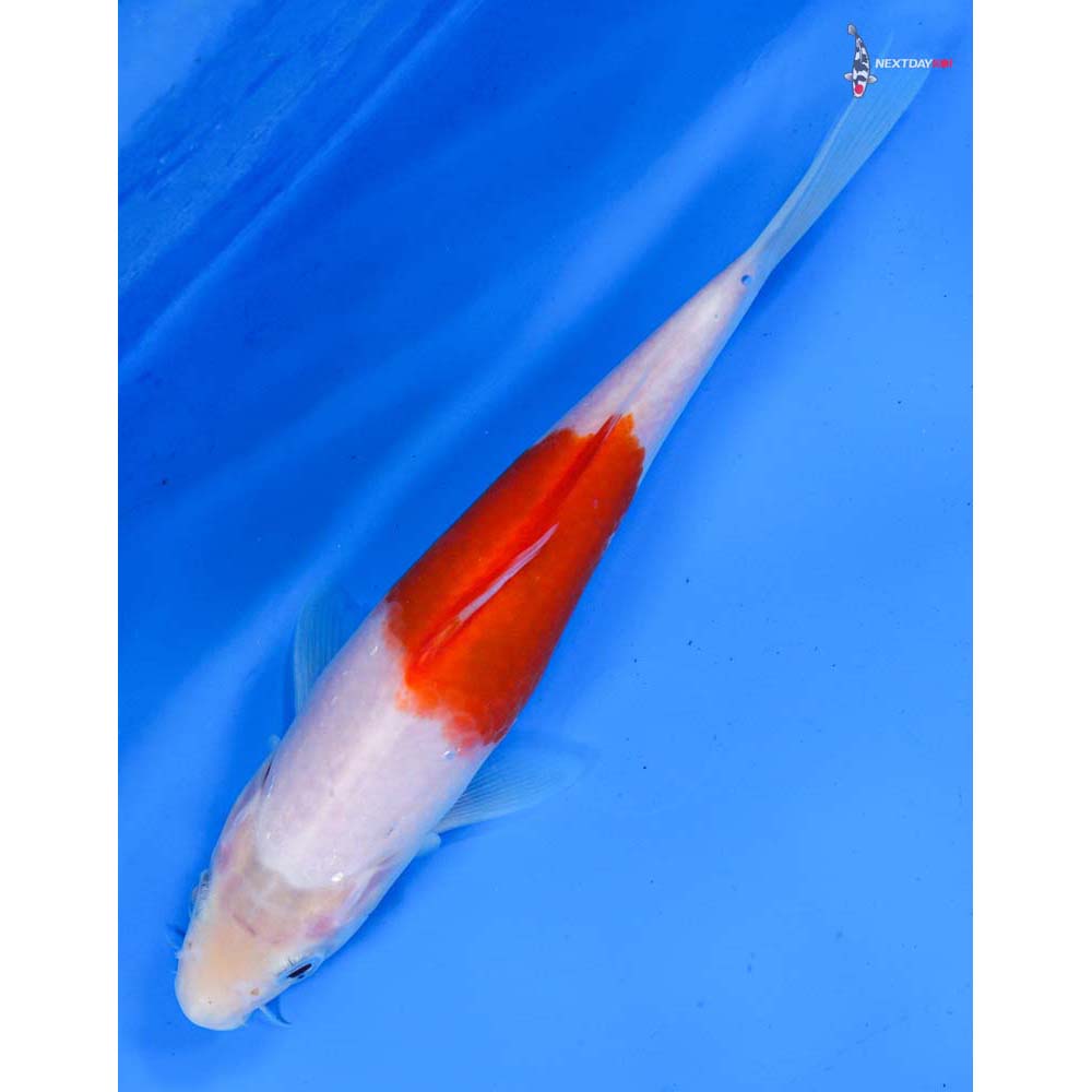 6” Imported Kohaku