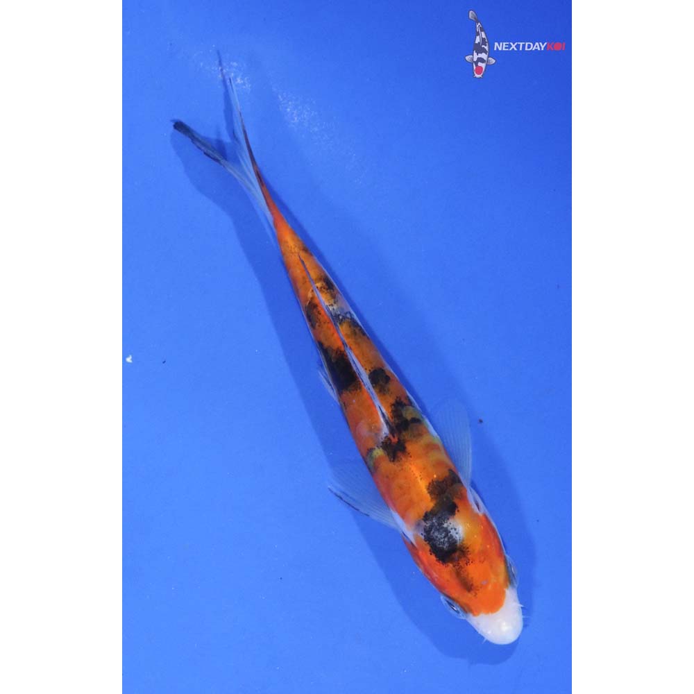 4.5” Imported Beni Kumonryu