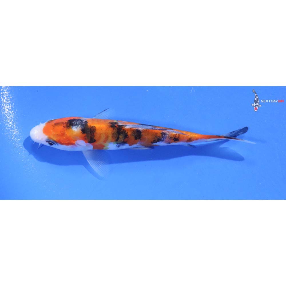 4.5” Imported Beni Kumonryu