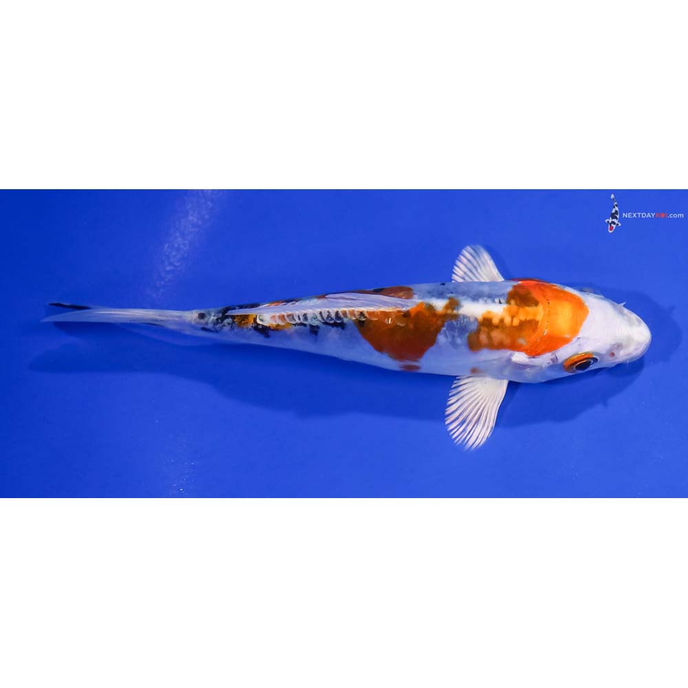 5” Imported Heisei Nishiki