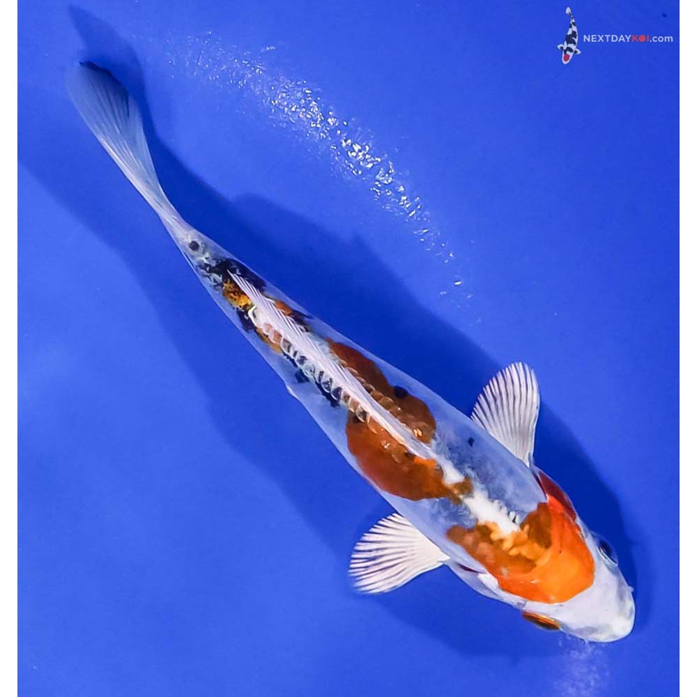 5” Imported Heisei Nishiki