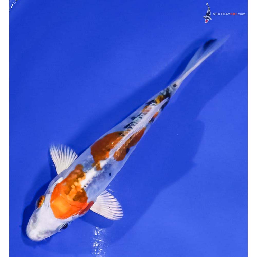5” Imported Heisei Nishiki