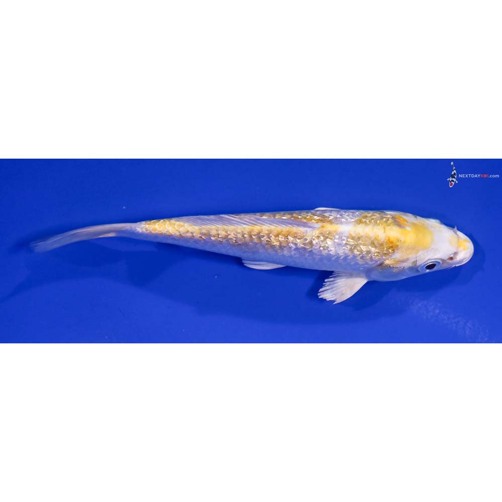 5.5” Imported Gin Rin Lemon Hariwake