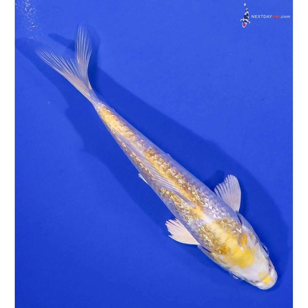 5.5” Imported Gin Rin Lemon Hariwake
