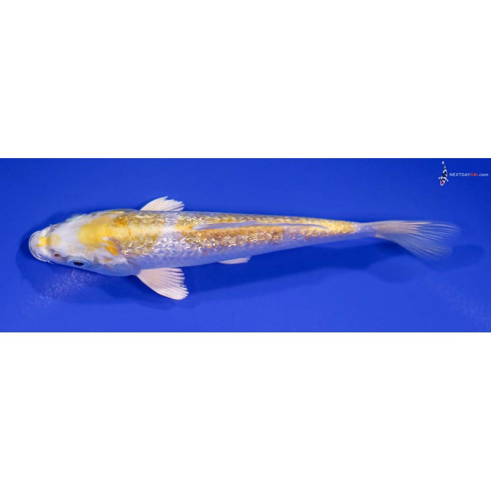 5.5” Imported Gin Rin Lemon Hariwake