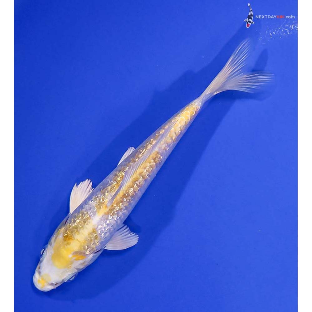 5.5” Imported Gin Rin Lemon Hariwake