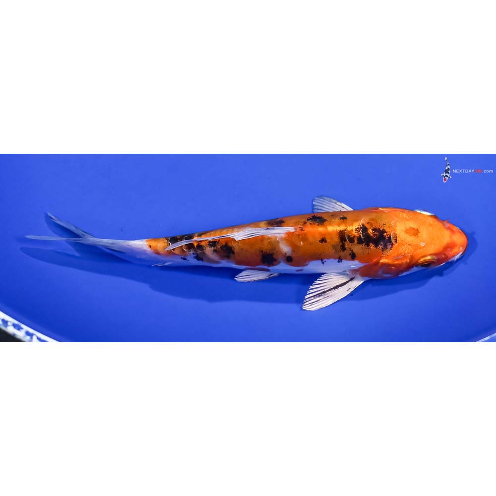 5.5” Imported Heisei Nishiki