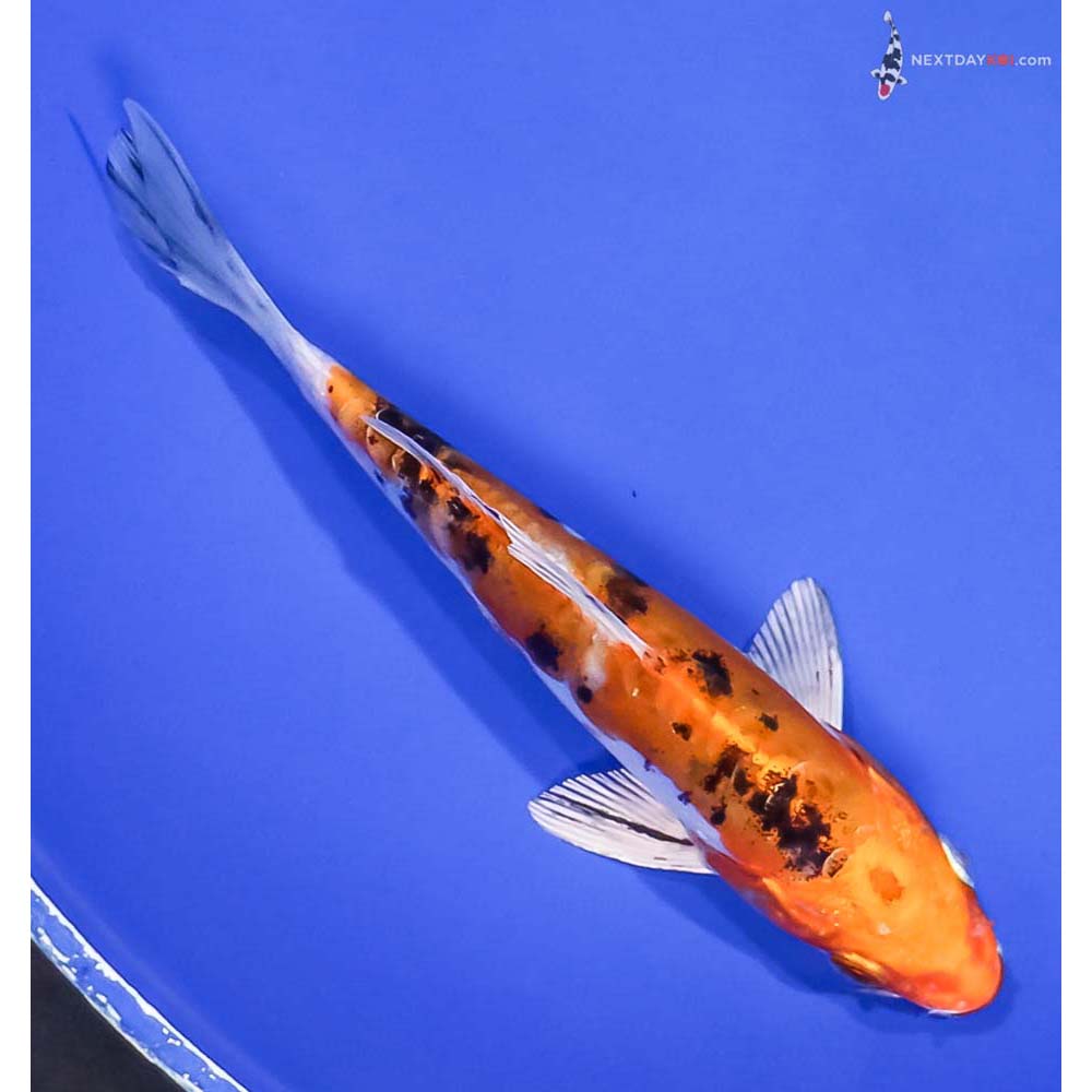 5.5” Imported Heisei Nishiki