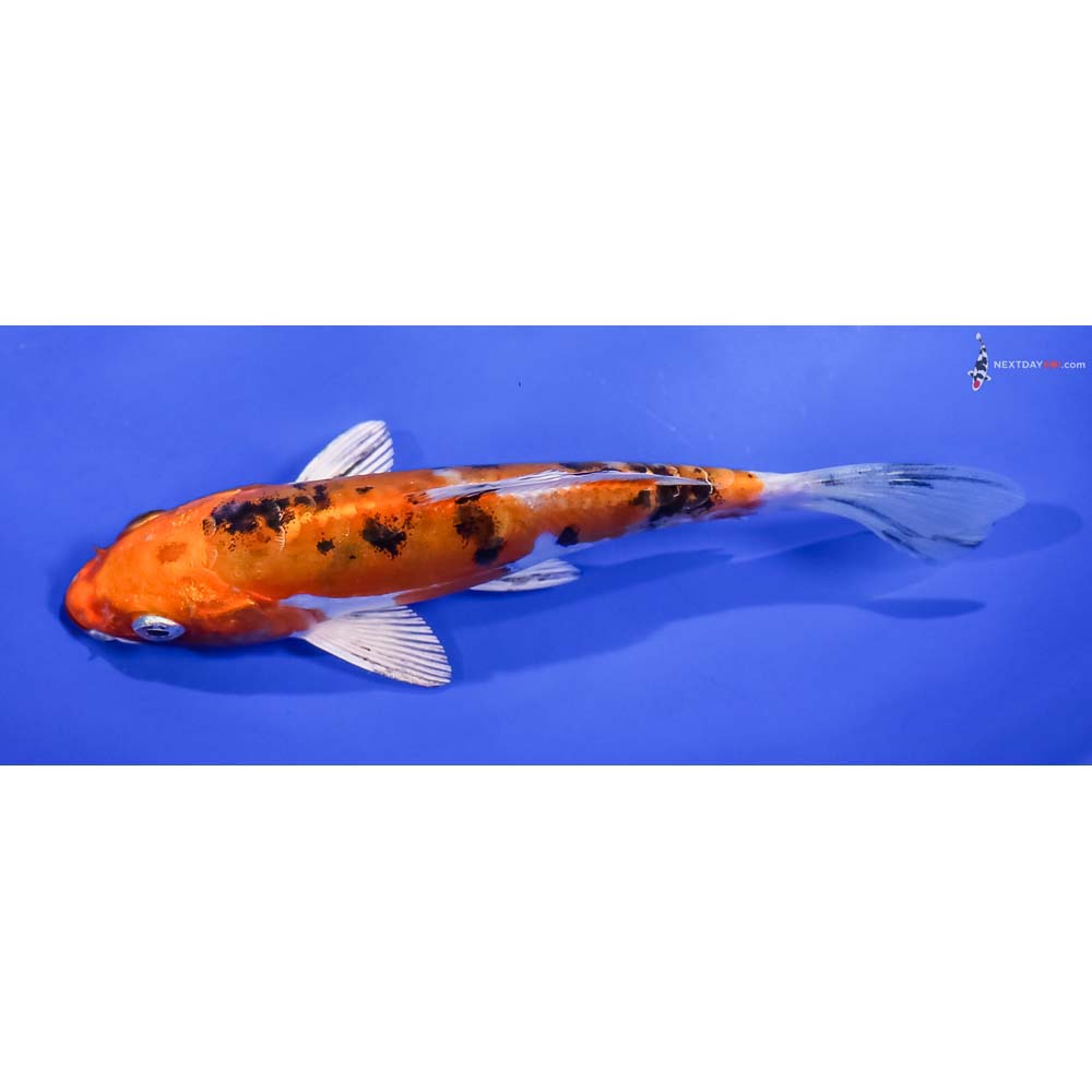 5.5” Imported Heisei Nishiki