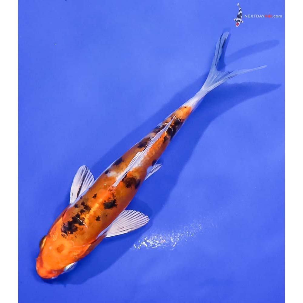 5.5” Imported Heisei Nishiki