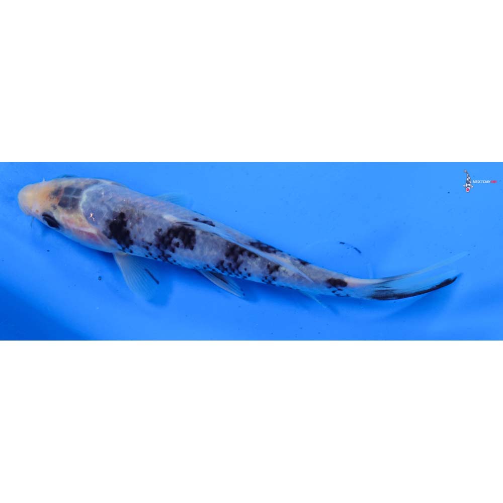 5” Imported Shiro Utsuri