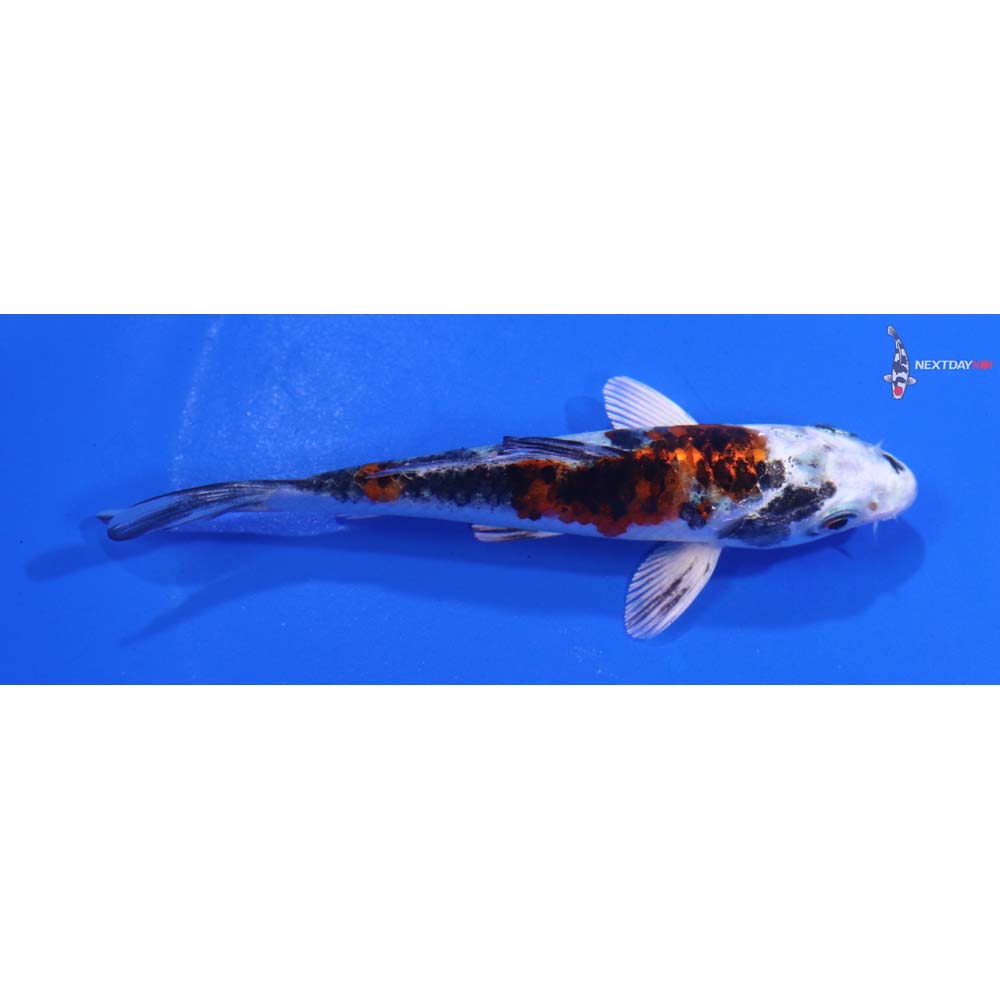 4” Imported Yamato Nishiki
