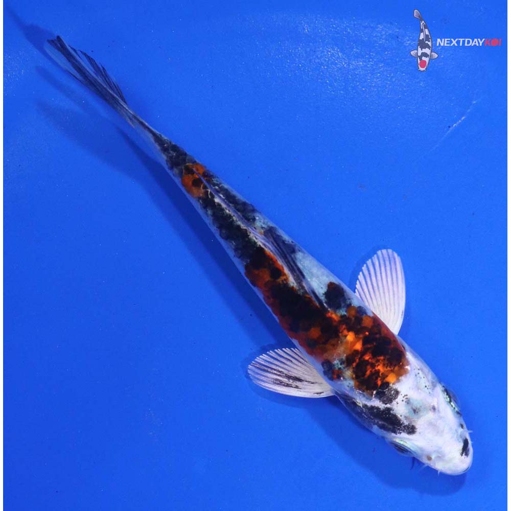 4” Imported Yamato Nishiki