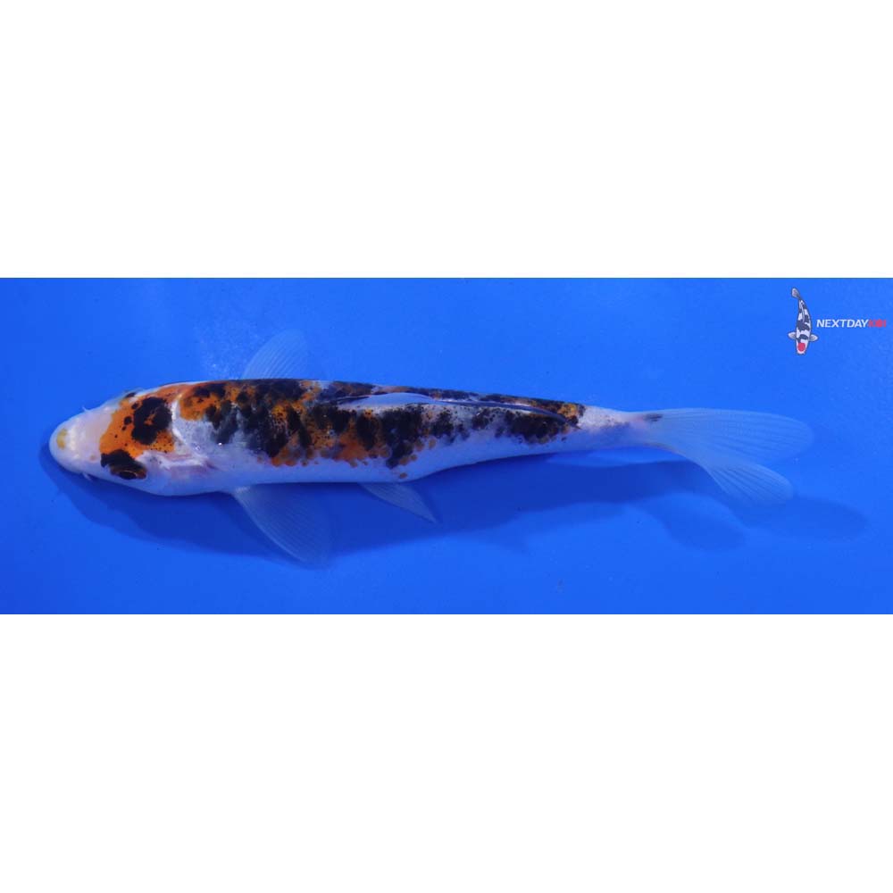 4.5” Imported Sanke