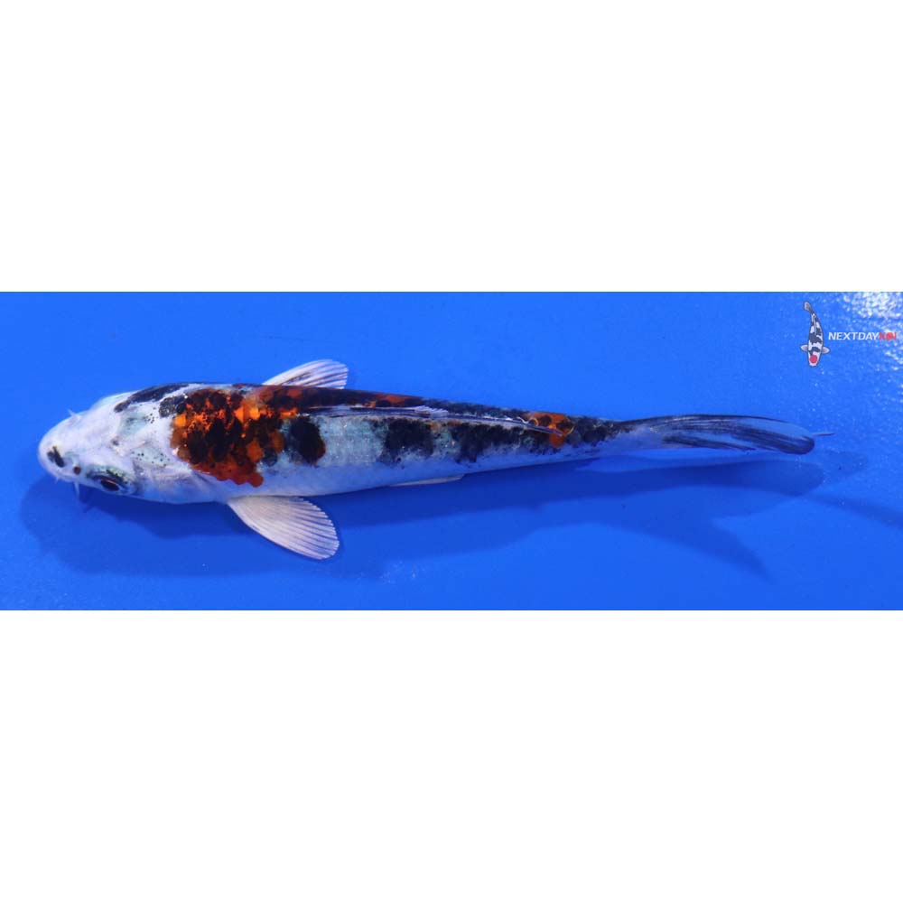 4” Imported Yamato Nishiki
