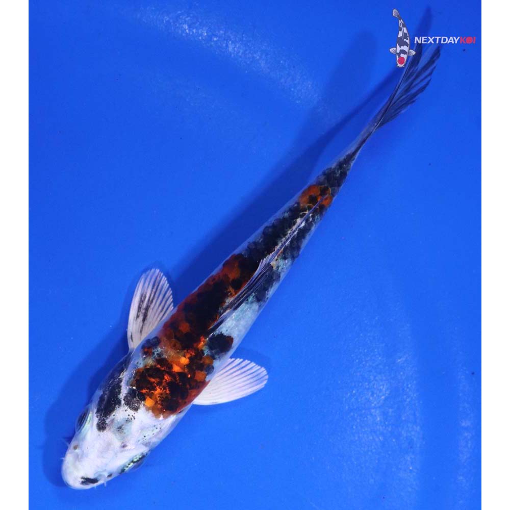 4” Imported Yamato Nishiki