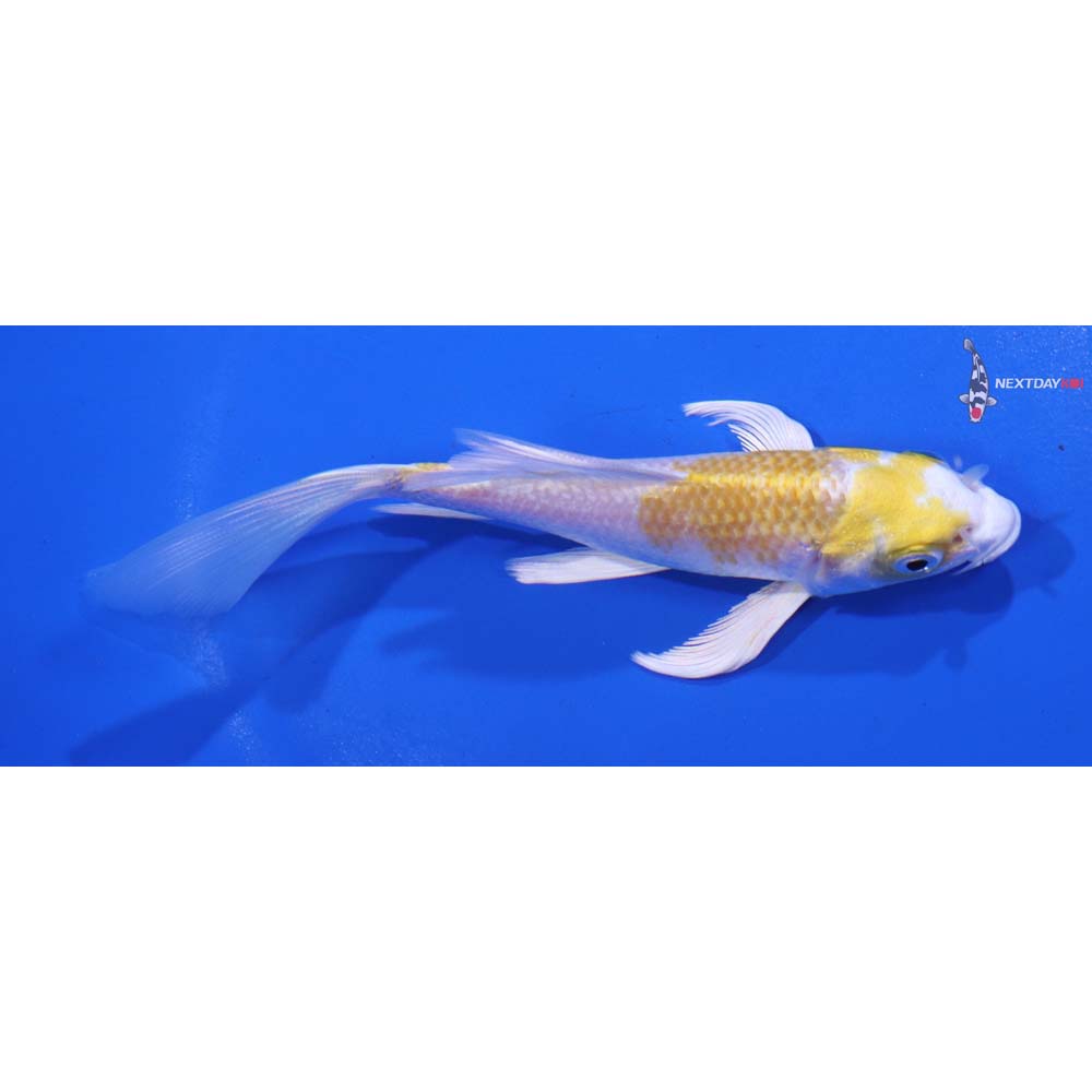 5” Imported Lemon Hariwake Butterfly Koi