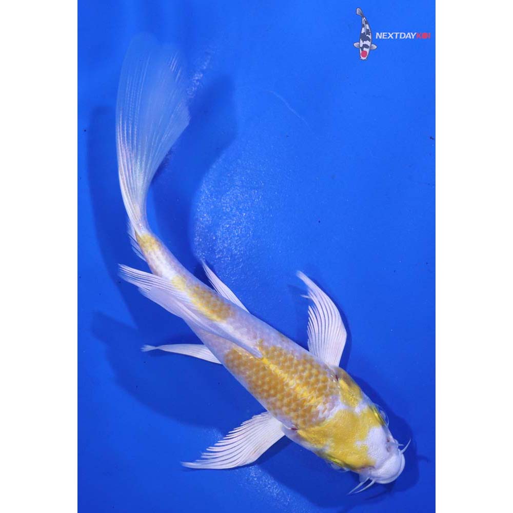 5” Imported Lemon Hariwake Butterfly Koi