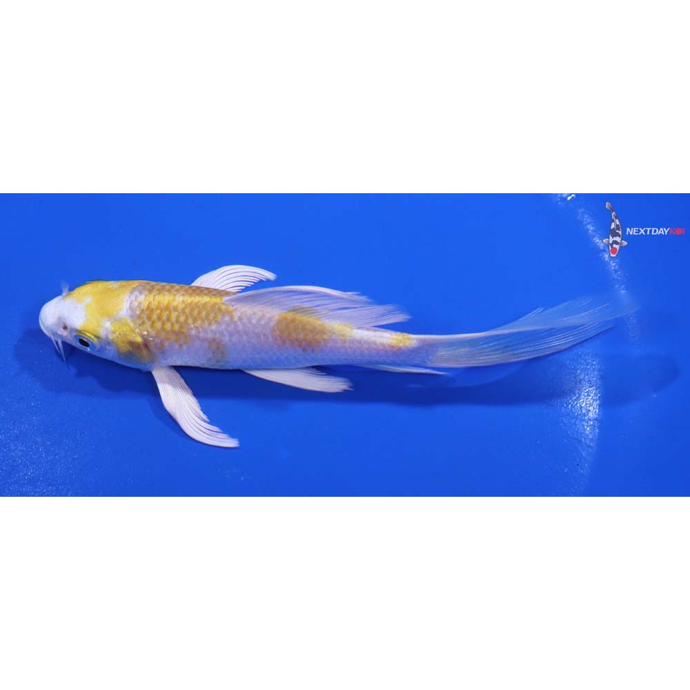 5” Imported Lemon Hariwake Butterfly Koi