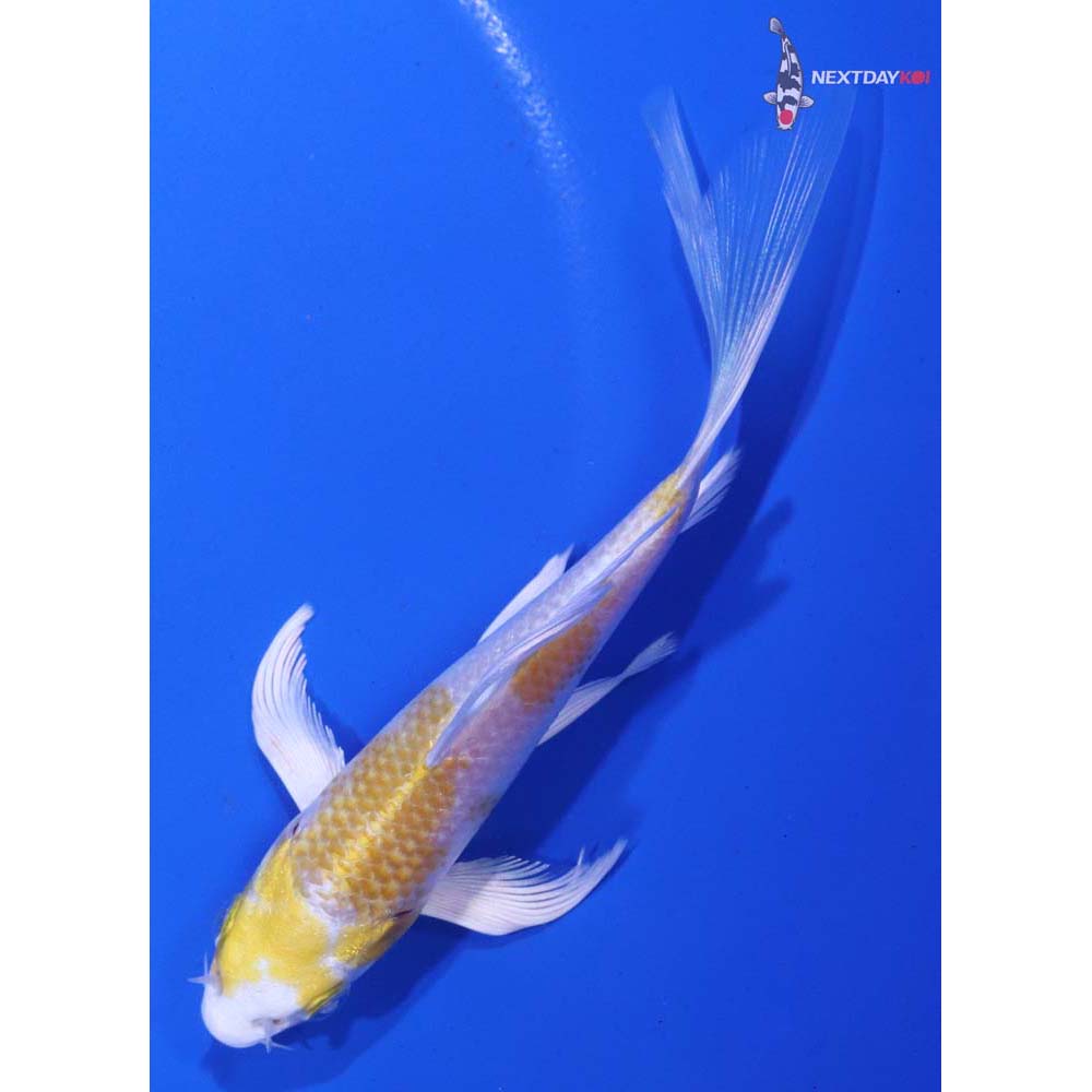 5” Imported Lemon Hariwake Butterfly Koi