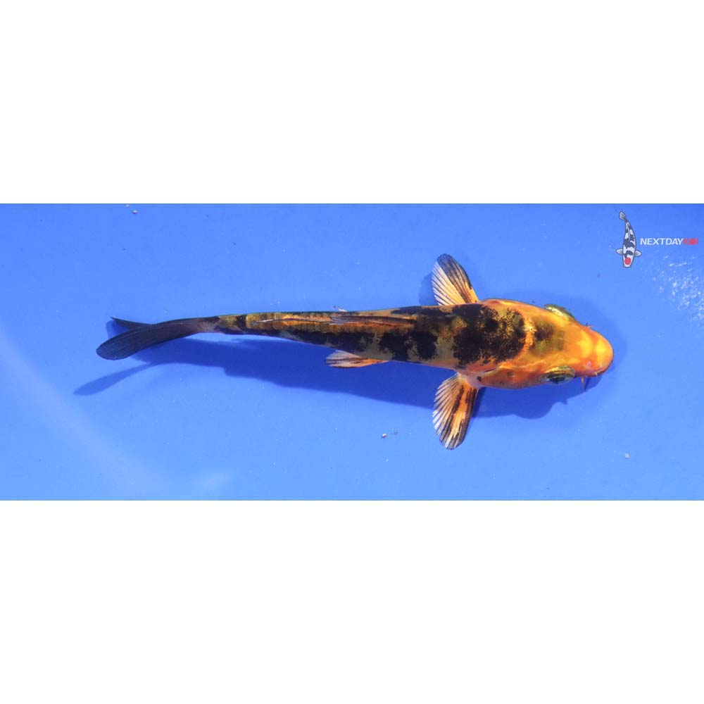 3.5” Imported Kin Doitsu Aka Bekko