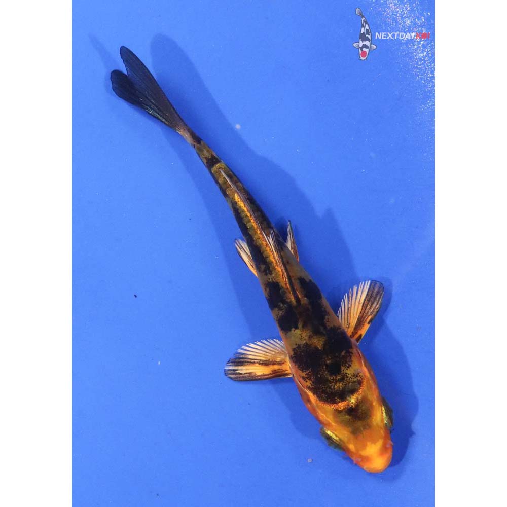 3.5” Imported Kin Doitsu Aka Bekko