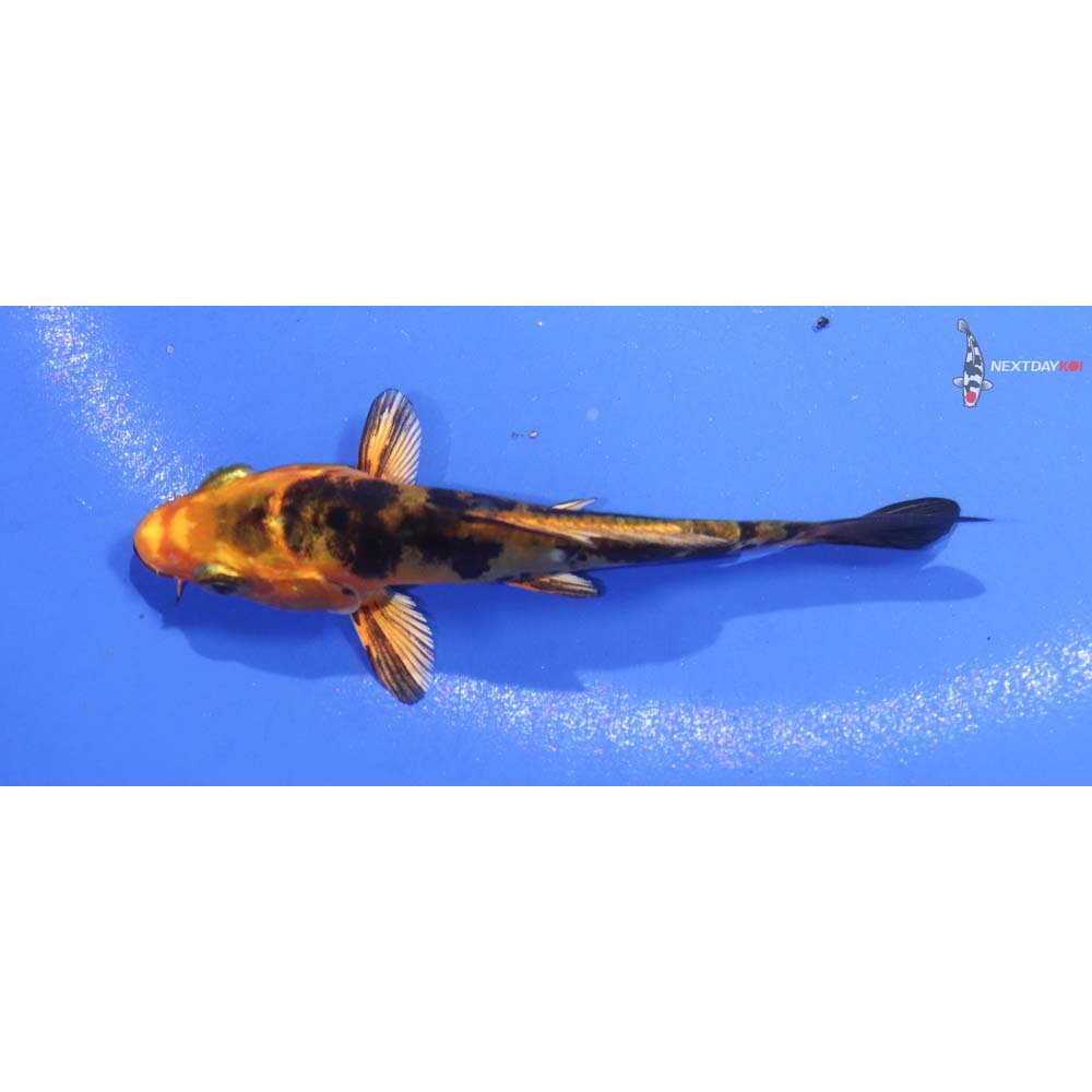 3.5” Imported Kin Doitsu Aka Bekko