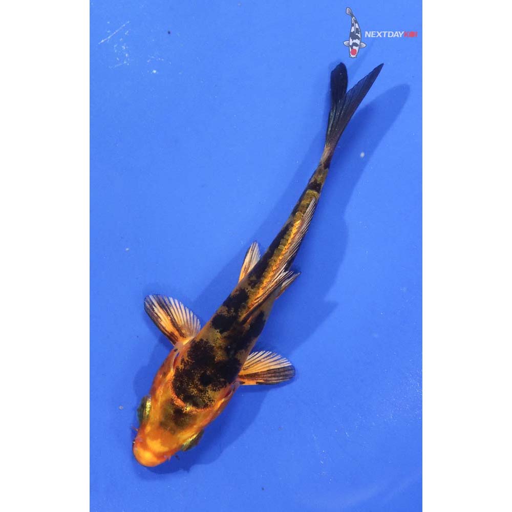 3.5” Imported Kin Doitsu Aka Bekko