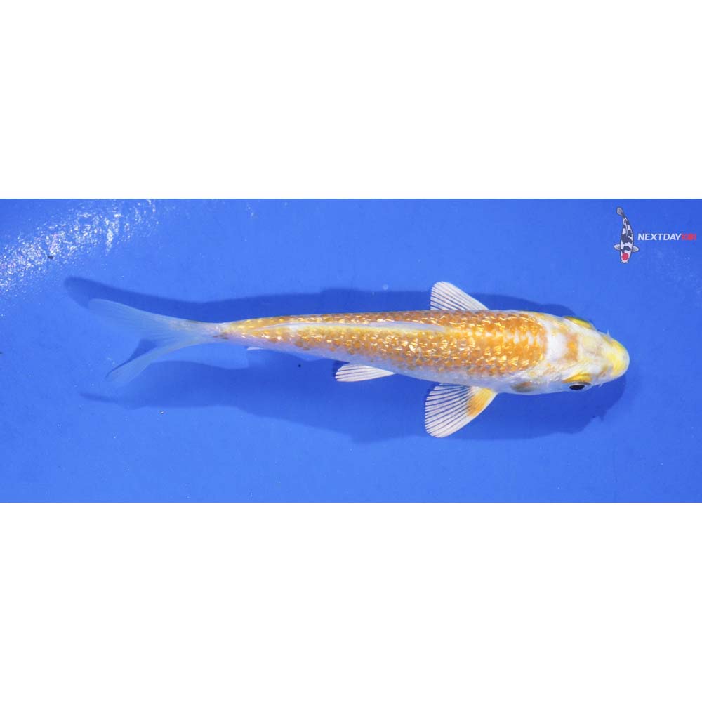 3.5” Imported Gin Rin Lemon Hariwake