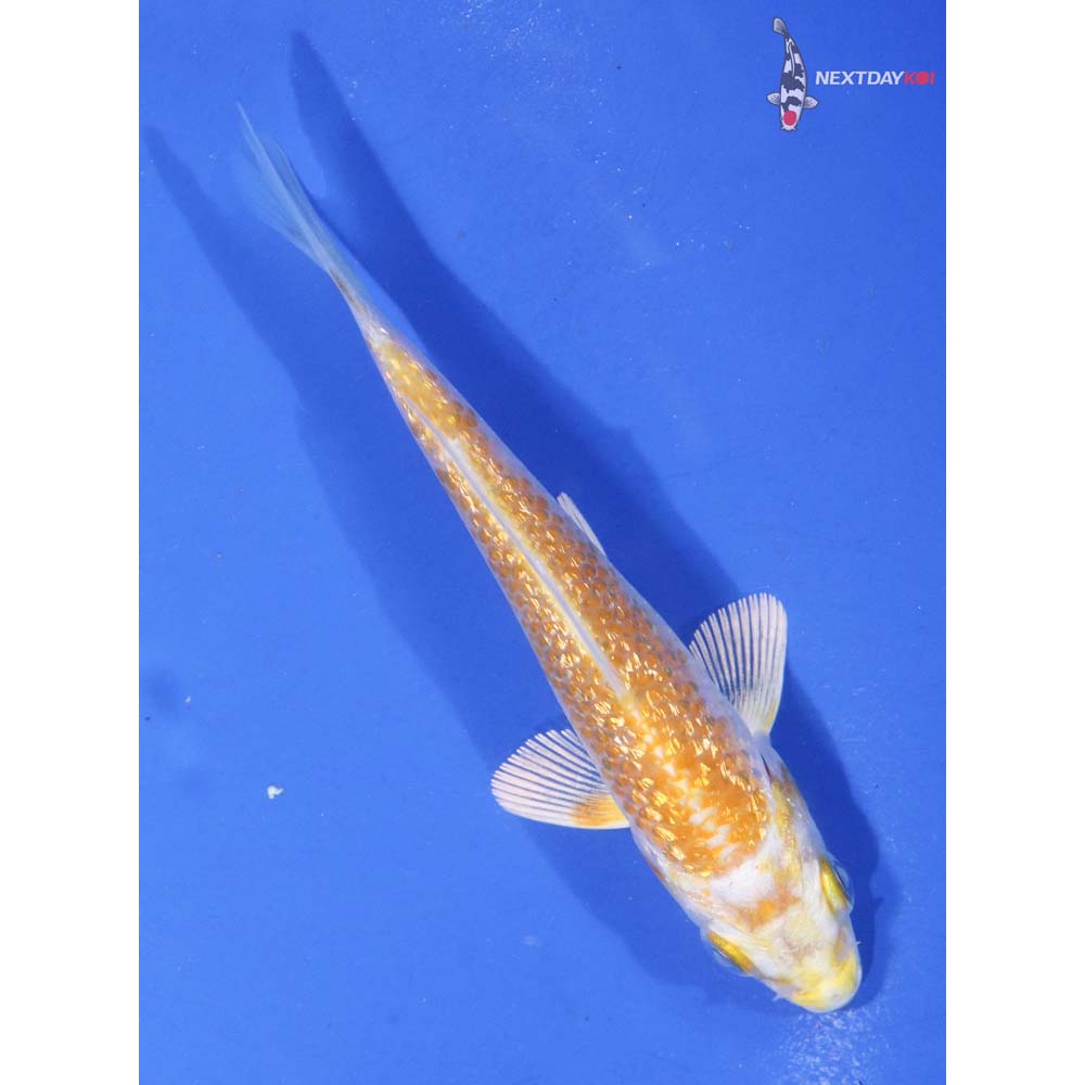 3.5” Imported Gin Rin Lemon Hariwake