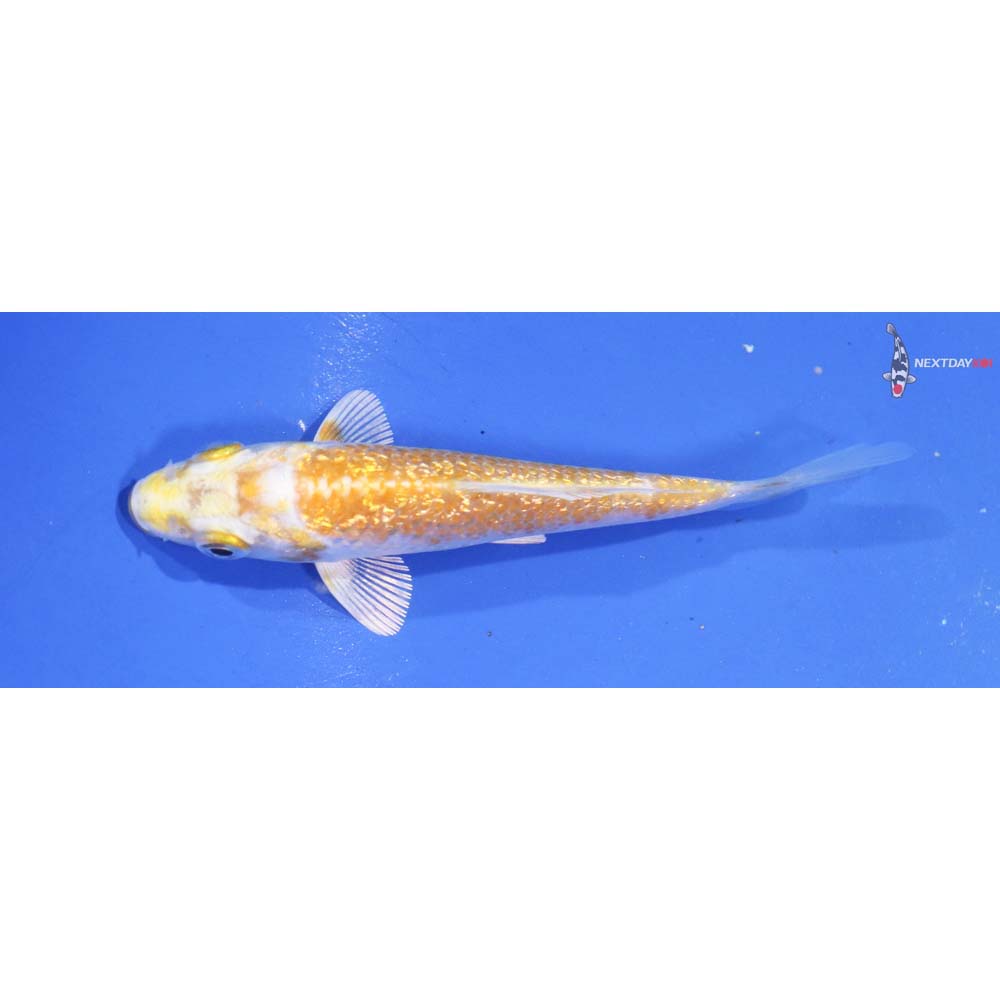 3.5” Imported Gin Rin Lemon Hariwake
