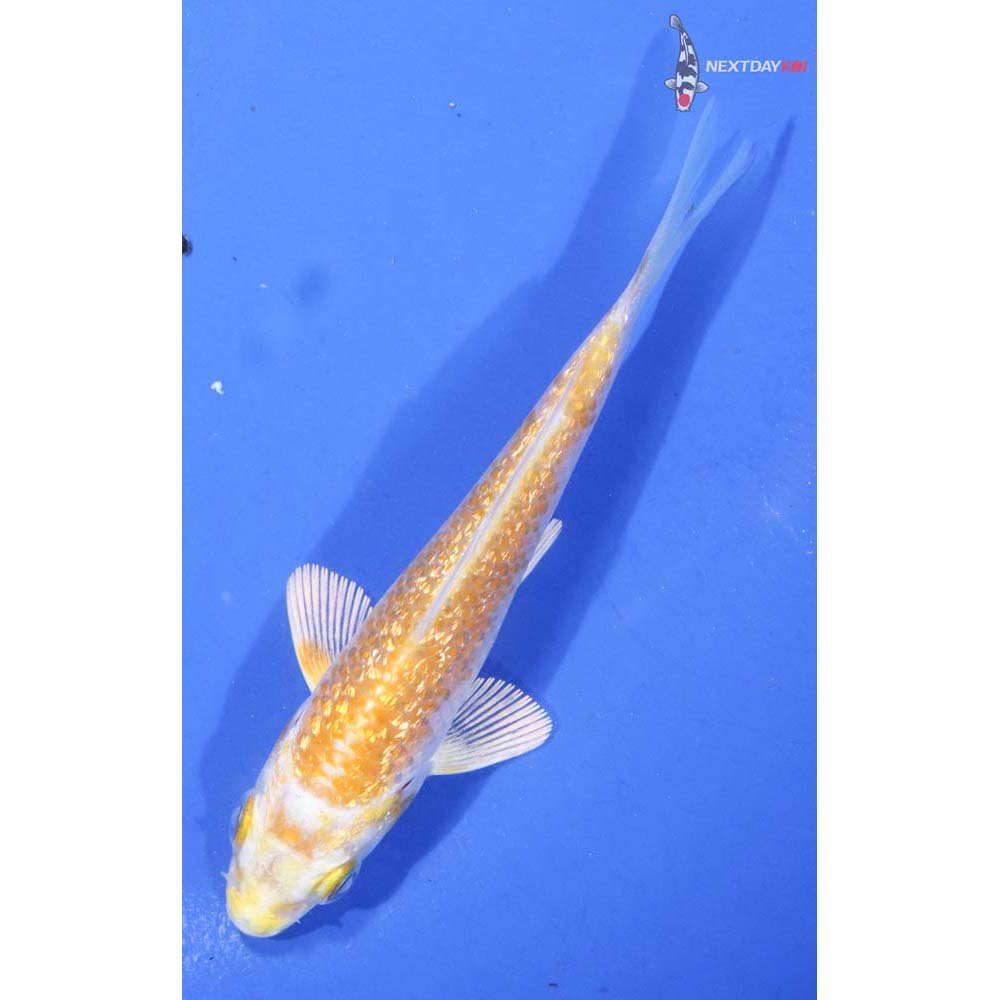 3.5” Imported Gin Rin Lemon Hariwake
