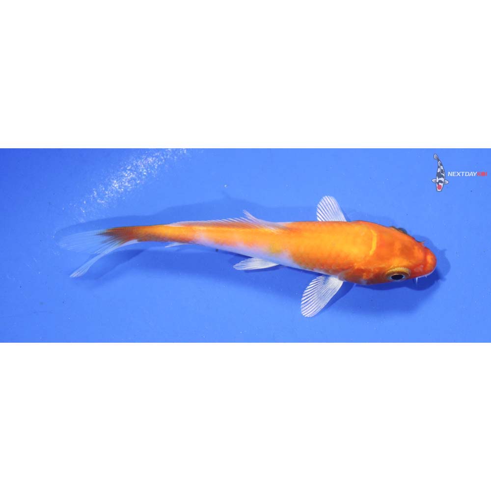 3.5” Imported Hariwake