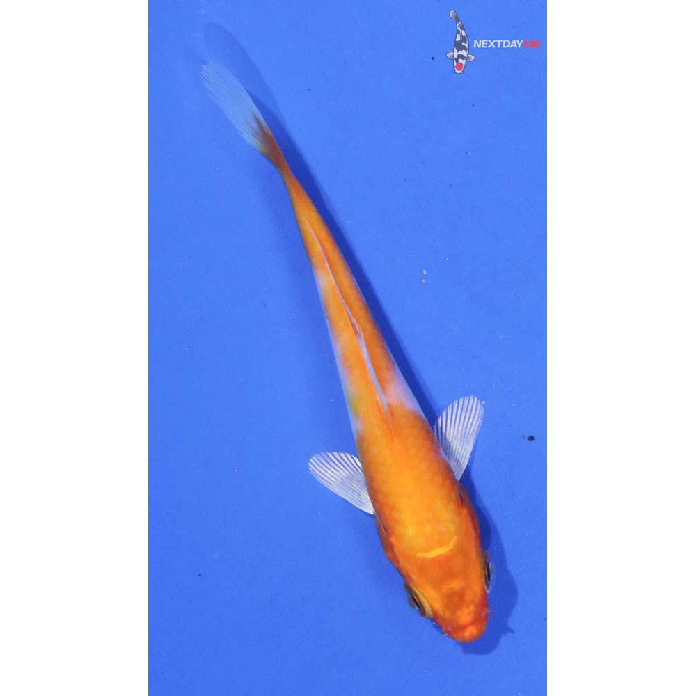 3.5” Imported Hariwake