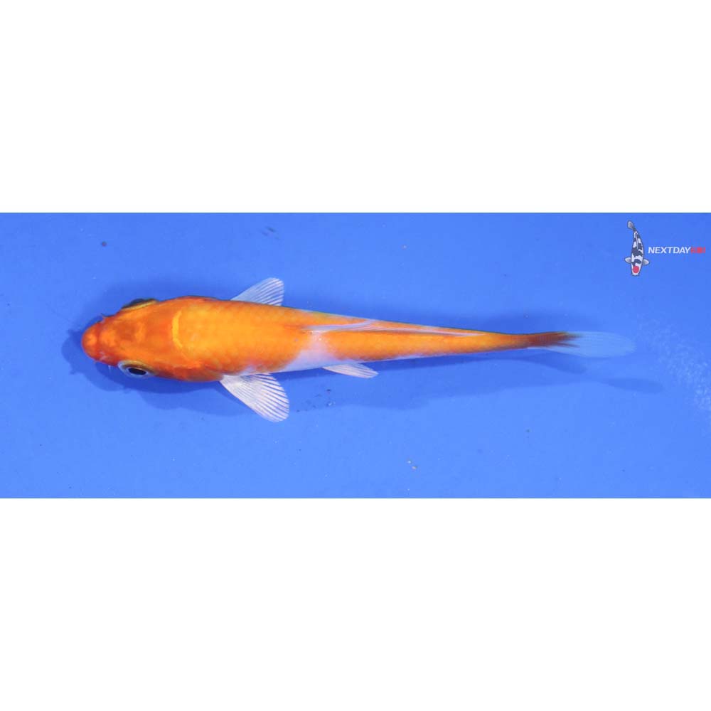 3.5” Imported Hariwake