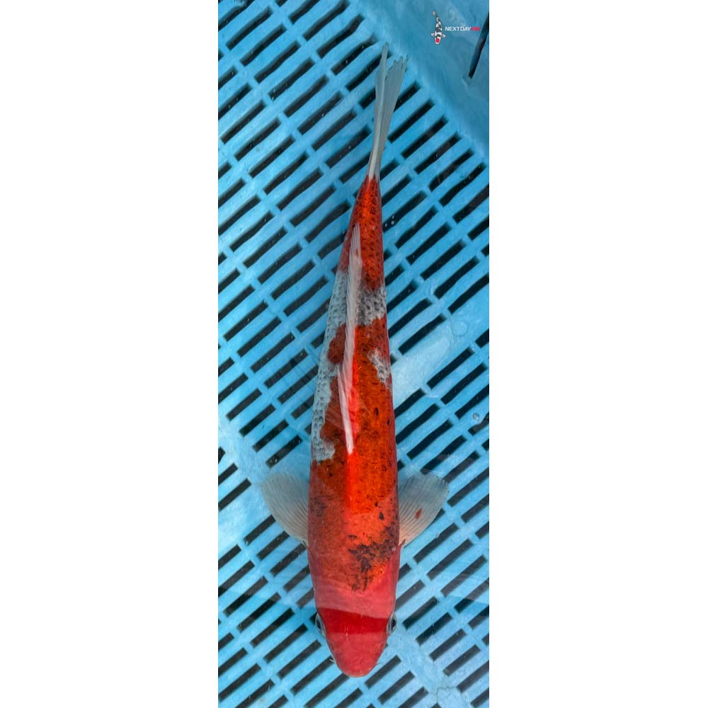12-14” Imported Goshiki
