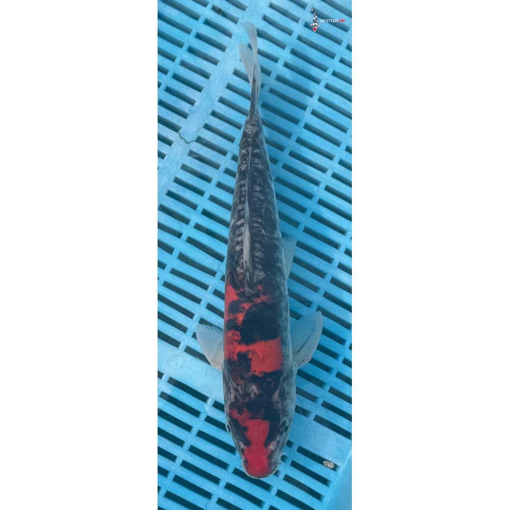 12-14” Imported Doitsu Goshiki