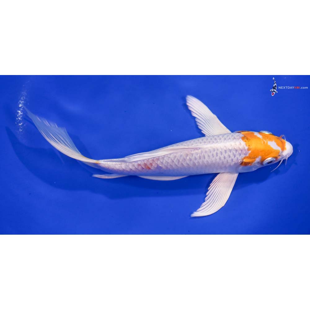 7.5” Imported Hariwake Butterfly Koi