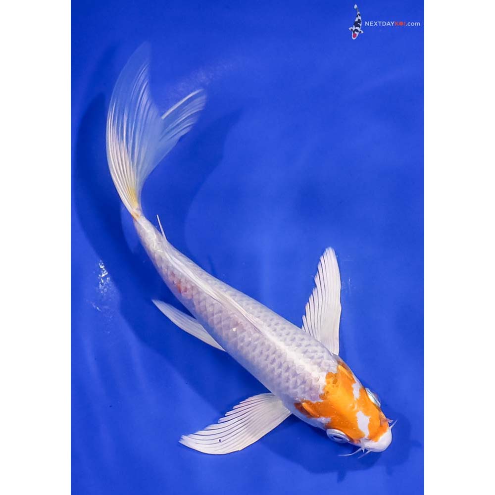 7.5” Imported Hariwake Butterfly Koi