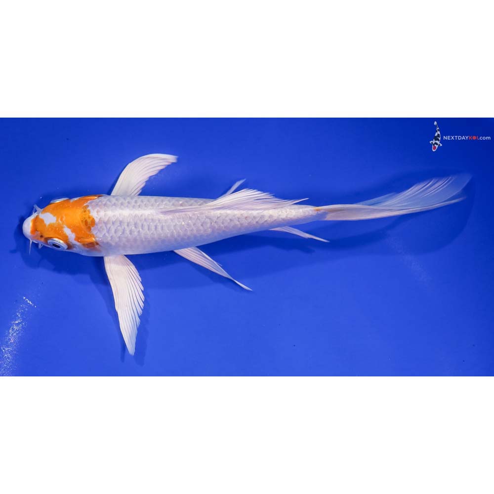 7.5” Imported Hariwake Butterfly Koi