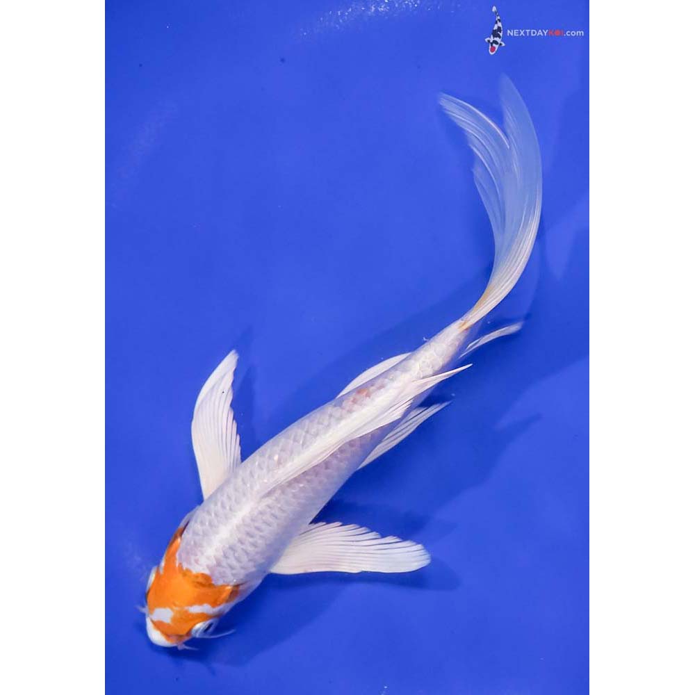 7.5” Imported Hariwake Butterfly Koi