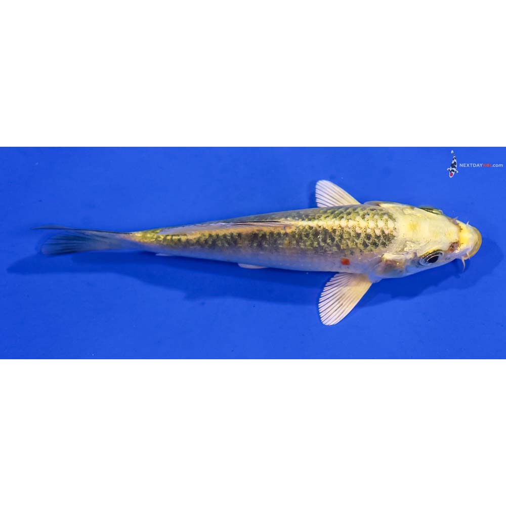 4.5” Imported Ki Matsuba